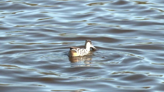 Pink-eared Duck - ML201992871