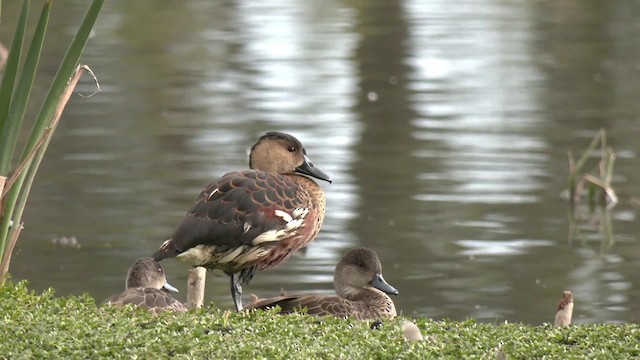 オオリュウキュウガモ - ML201992881