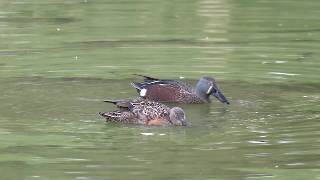 Australasian Shoveler - ML201992891