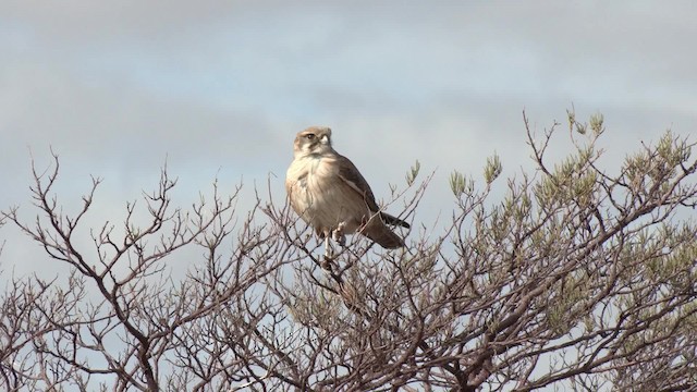 Brown Falcon - ML201992951