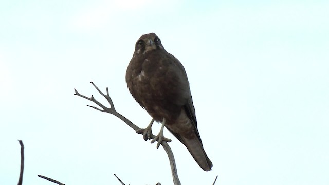 Brown Falcon - ML201992961