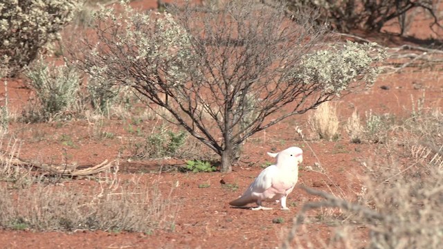 Pink Cockatoo - ML201992971