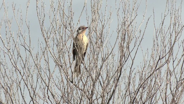 Spiny-cheeked Honeyeater - ML201992981