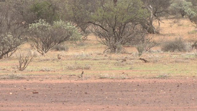 Inland Dotterel - ML201993001