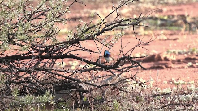 Purple-backed Fairywren (Purple-backed) - ML201993011