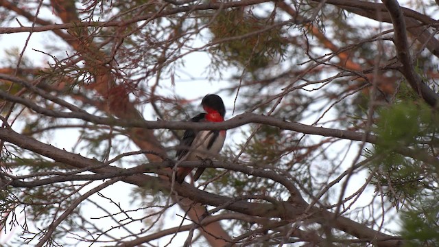 Mistletoebird - ML201993021