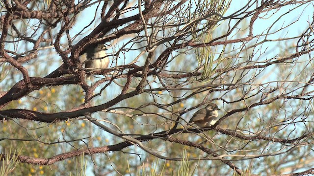 Cariblanco Meridional - ML201993061