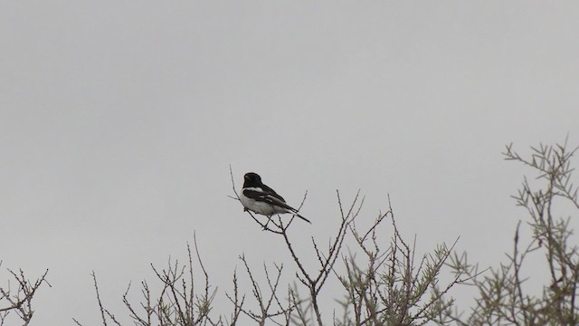 Hooded Robin - ML201993071