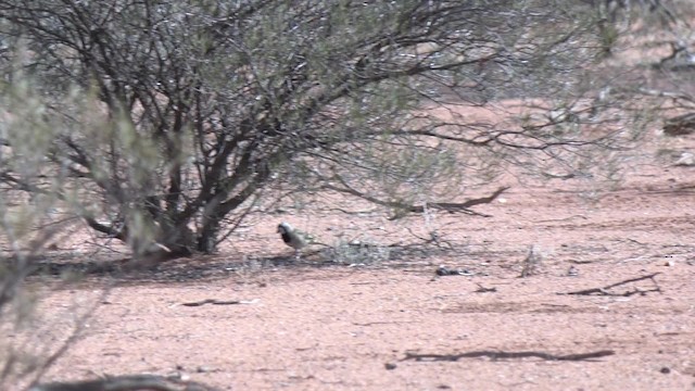 Crested Bellbird - ML201993081