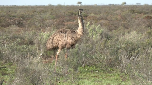 Émeu d'Australie - ML201993091