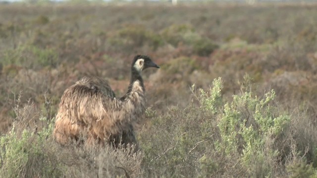 emu hnědý - ML201993101