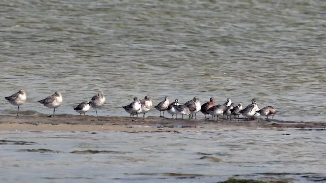 Bar-tailed Godwit (Siberian) - ML201993131