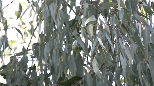 Pardalote à point jaune (substriatus) - ML201993141