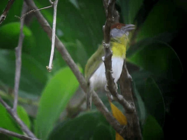 Rufous-browed Peppershrike - ML201993231