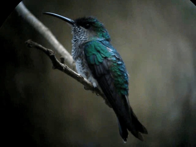 kolibřík bělokrký - ML201993241