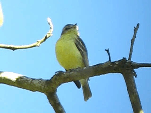 White-fronted Tyrannulet (White-fronted) - ML201993261