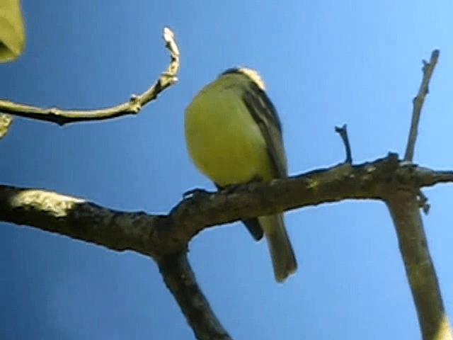 White-fronted Tyrannulet (White-fronted) - ML201993271