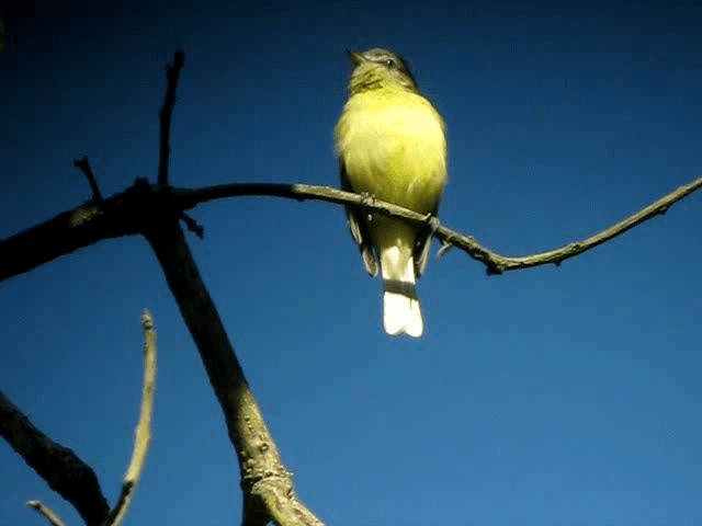 White-fronted Tyrannulet (White-fronted) - ML201993281