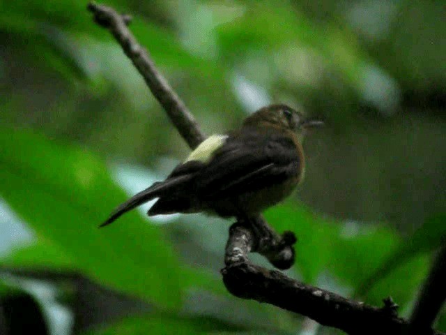 Sulphur-rumped Flycatcher - ML201993301