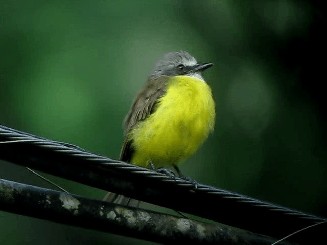 Gray-capped Flycatcher - ML201993311