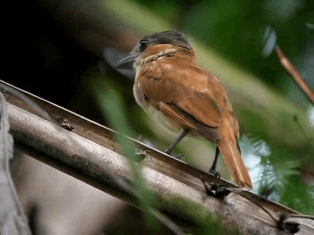 Bécarde à gorge rose - ML201993321