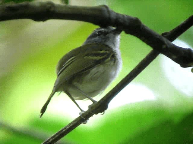 Slate-headed Tody-Flycatcher - ML201993331