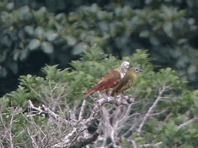 Three-wattled Bellbird - ML201993351