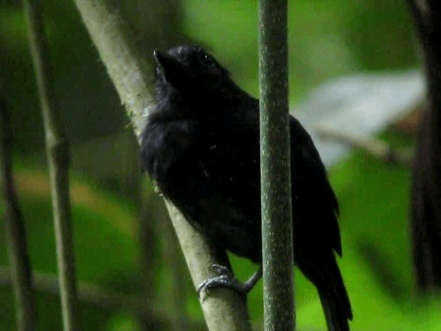 Black-hooded Antshrike - ML201993371