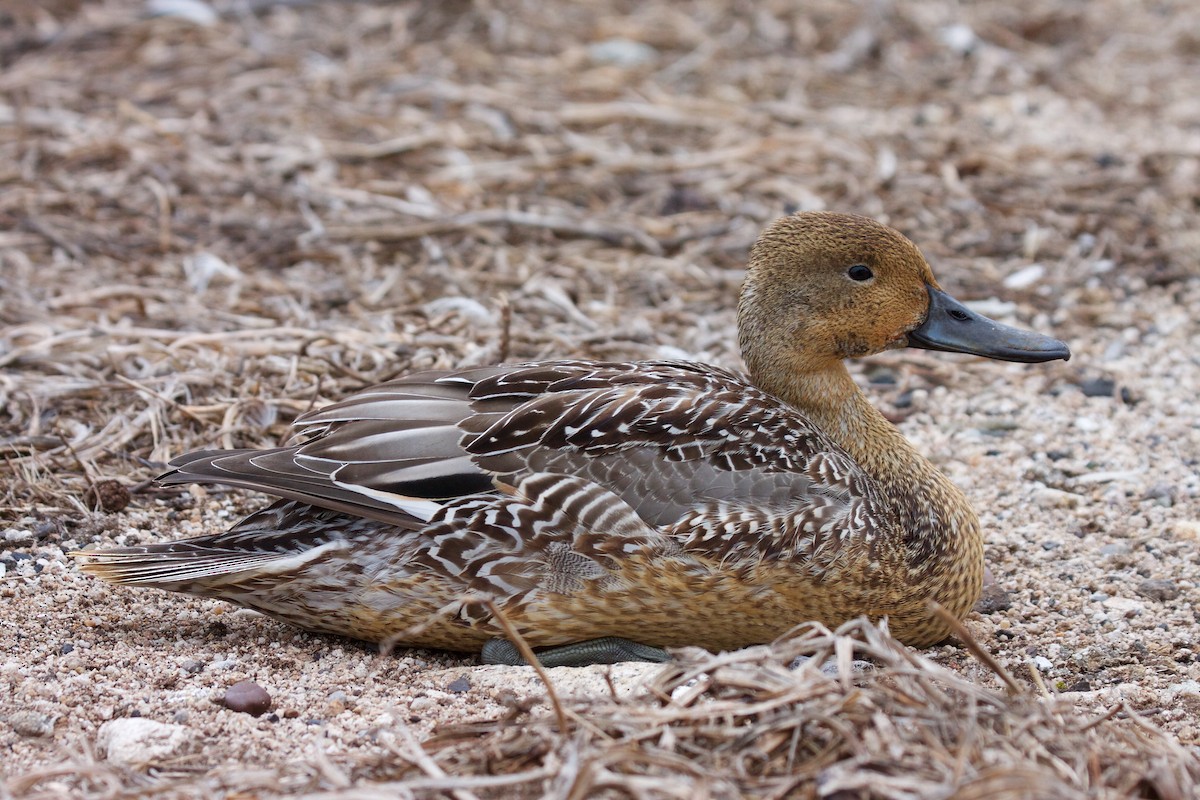Northern Pintail - Matt Brady