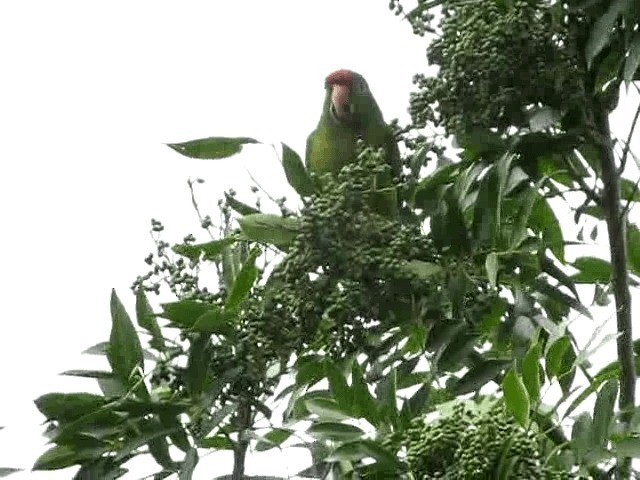 アカビタイメキシコインコ - ML201993411