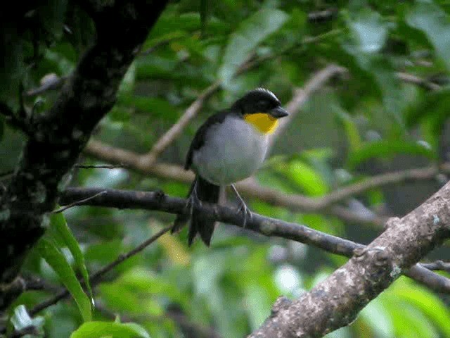 White-naped Brushfinch - ML201993421