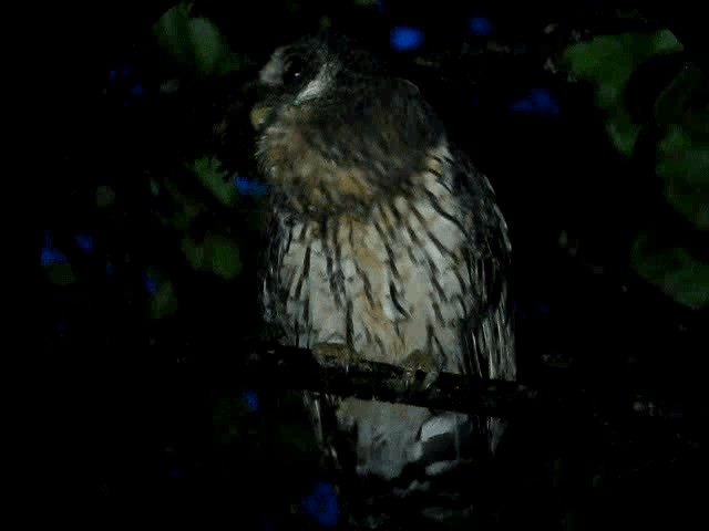 Mottled Owl - ML201993441