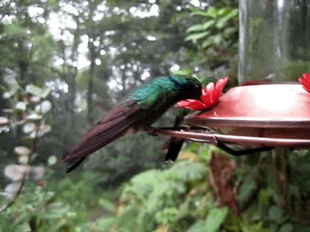 Coppery-headed Emerald - ML201993471