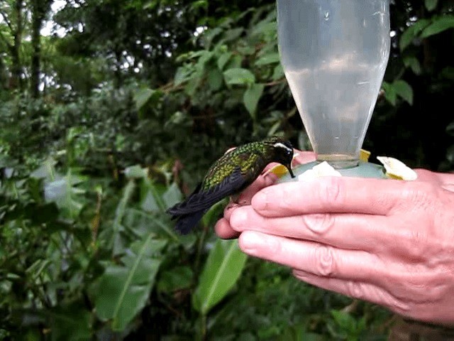 Colibri à gorge pourprée - ML201993491