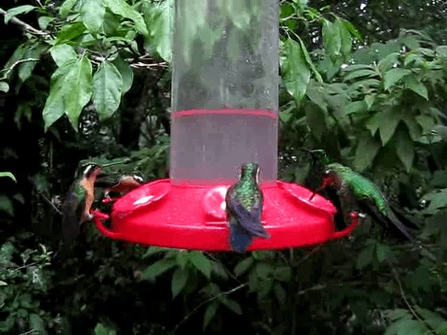 kolibřík fialovohrdlý - ML201993501