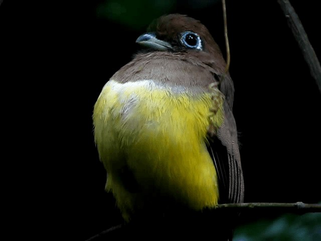 Northern Black-throated Trogon - ML201993531