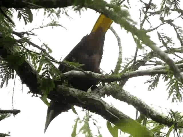 Chestnut-headed Oropendola - ML201993551