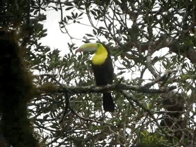 Keel-billed Toucan - ML201993561