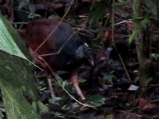 Great Curassow - ML201993571