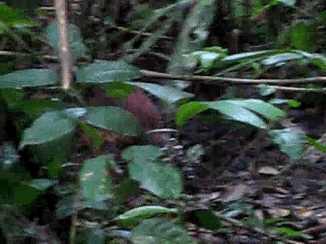 Great Curassow - ML201993581