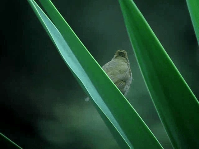 Yellow-faced Grassquit - ML201993631