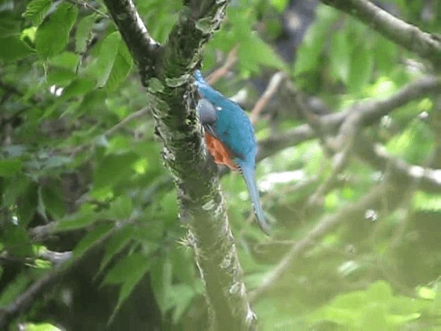 Collared Trogon - ML201993641