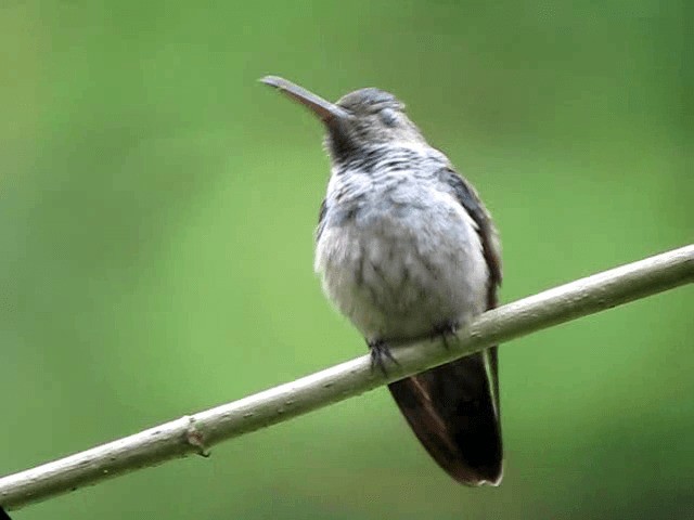 Blue-chested Hummingbird - ML201993661