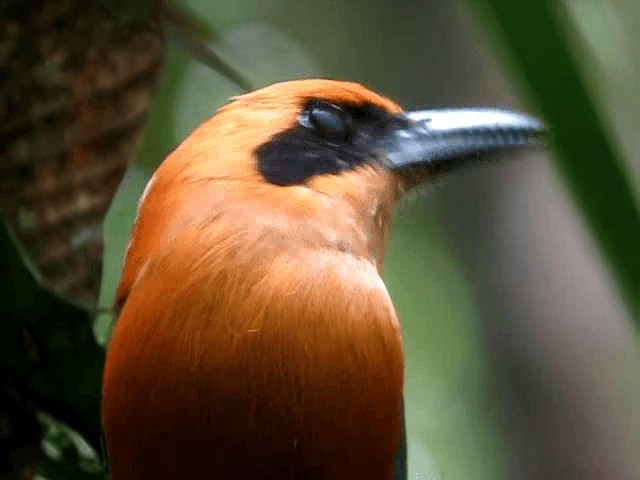 Rufous Motmot - ML201993671