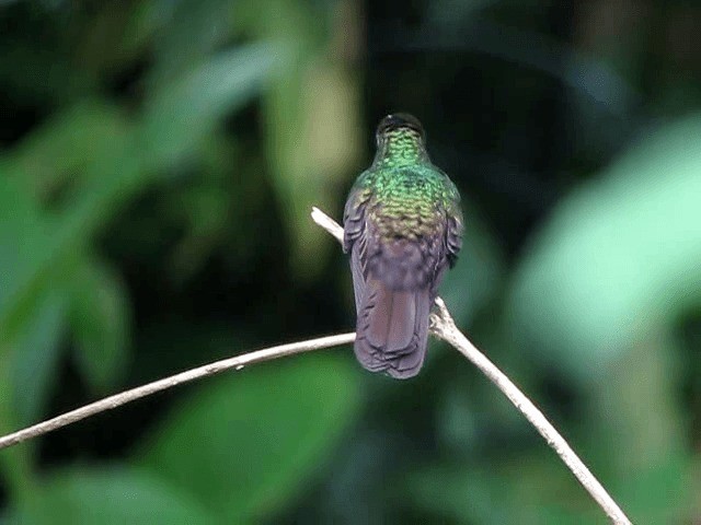 kolibřík křivozobý - ML201993691