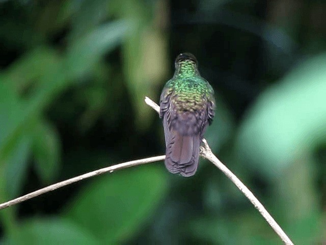 Colibri à queue bronzée - ML201993691