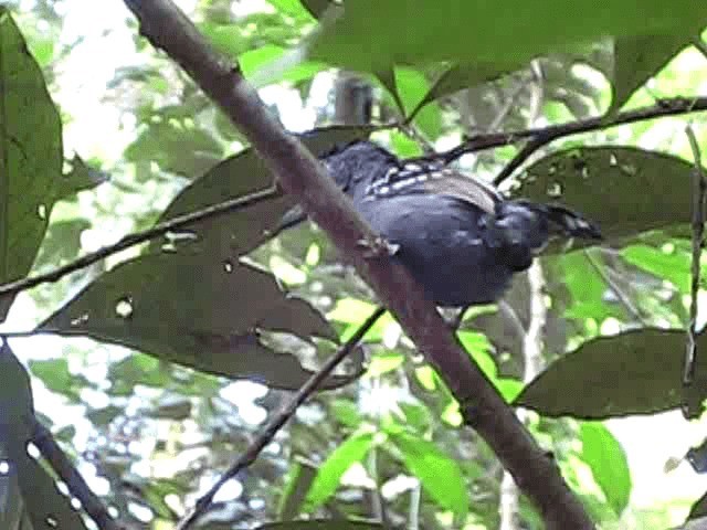 Black-crowned Antshrike - ML201993851