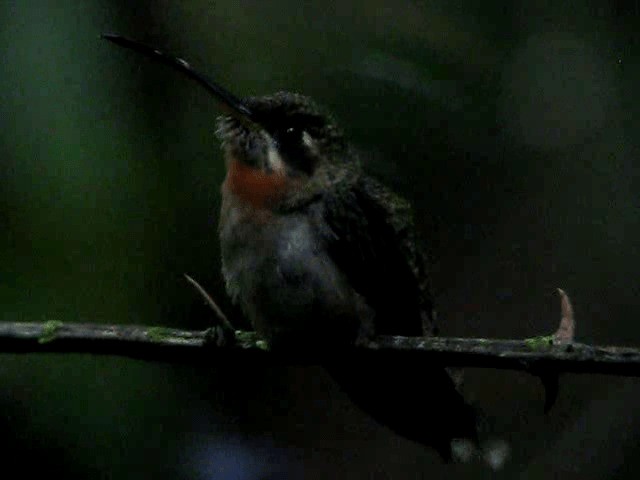 Полосатохвостый колибри-отшельник - ML201993861