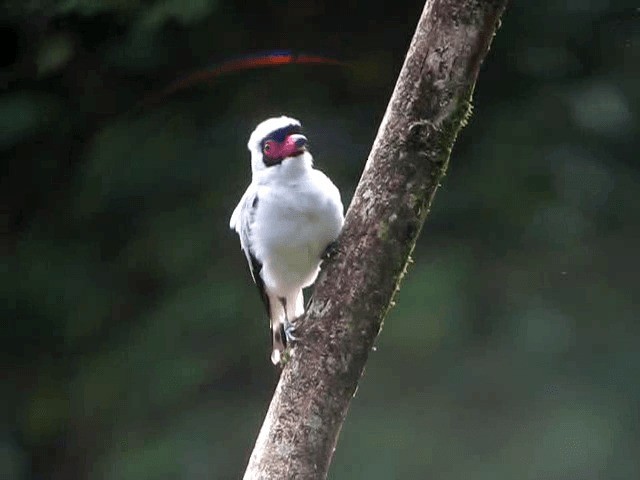 Weißnackenbekarde - ML201993871