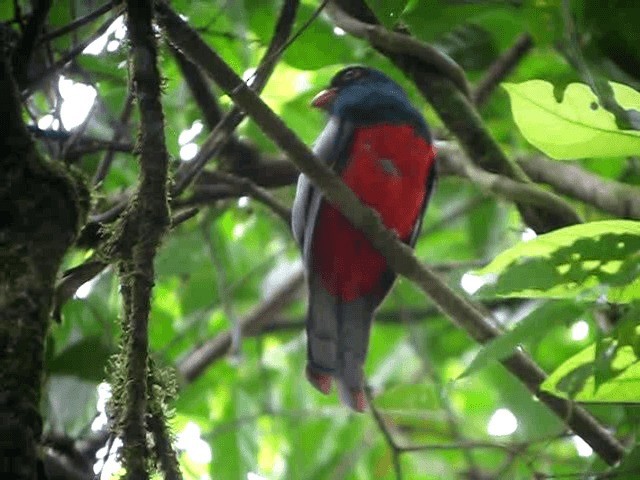 Slaty-tailed Trogon - ML201993881